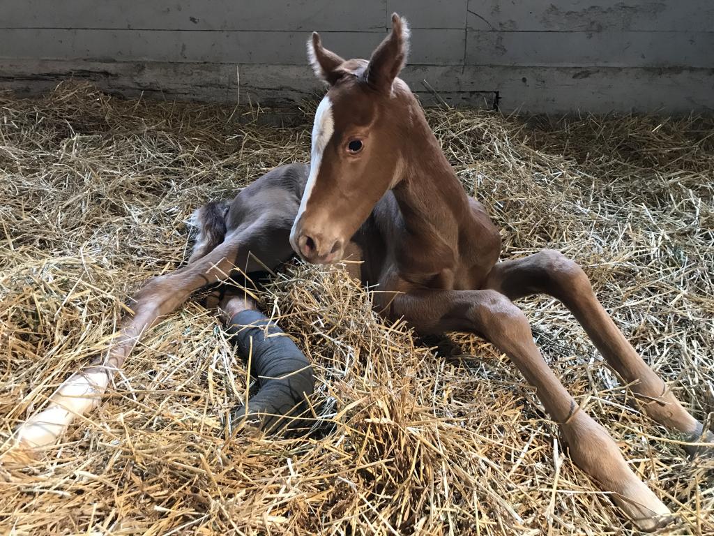Dakota Gold as a foal. (Courtesy of New Hill Farm/Lili Kobielski)